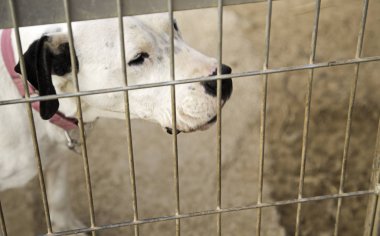 Köpek kulübesi köpek kilitli