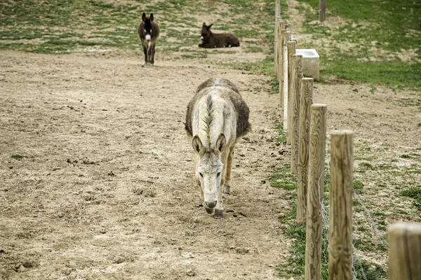 Ânes à la ferme — Photo