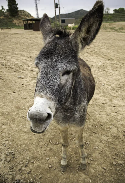 Donkeys on farm — Stock Photo, Image
