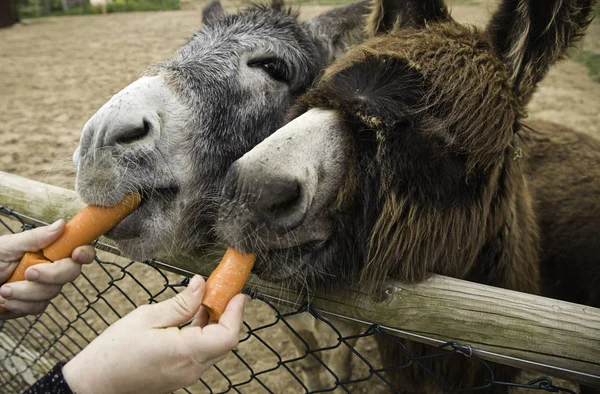 Fermes de carottes d'âne — Photo