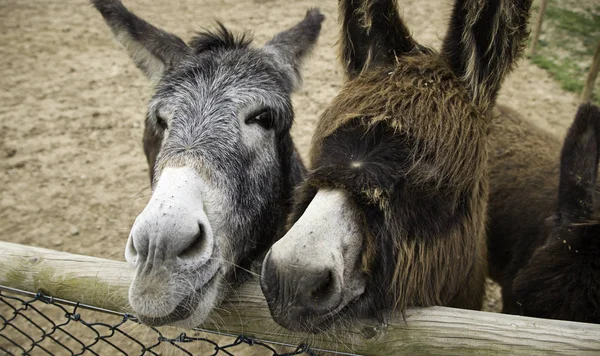 Ezels op boerderij — Stockfoto