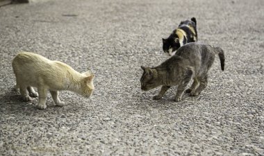 Terk edilmiş sokak kedileri