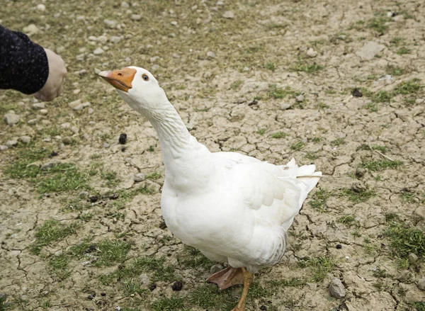 Goose in park — Stock Photo, Image