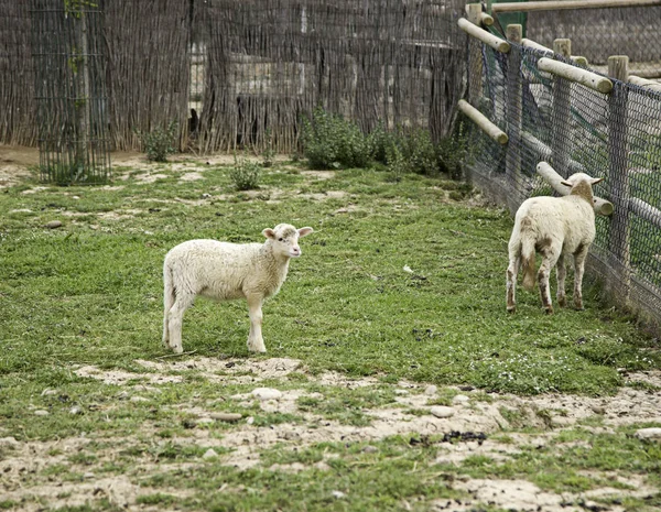在农场中的羊 — 图库照片