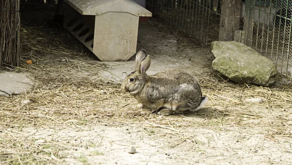 Кролик в парке — стоковое фото