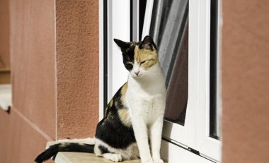 Terk edilmiş sokak kedileri