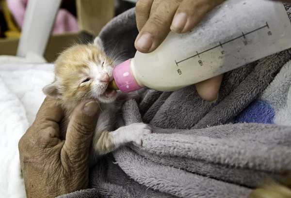 Gato abandonado bebé biberón — Foto de Stock