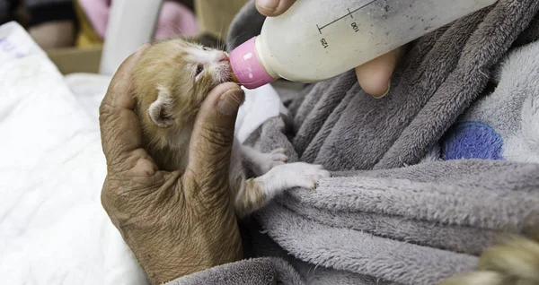 Gato abandonado bebé biberón — Foto de Stock