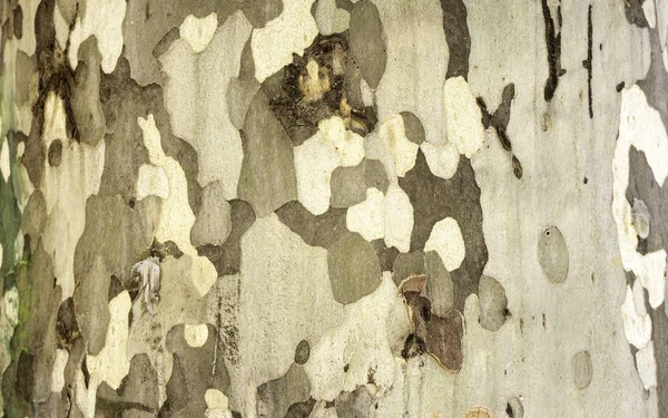 Textura kmen stromu — Stock fotografie