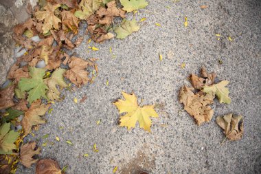 Sonbahar Yaprakları