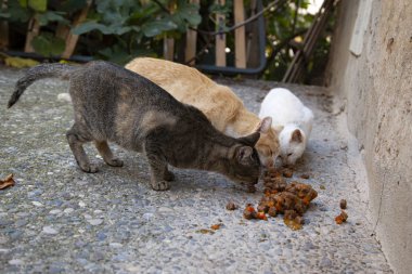 Terk edilmiş kediler sokak