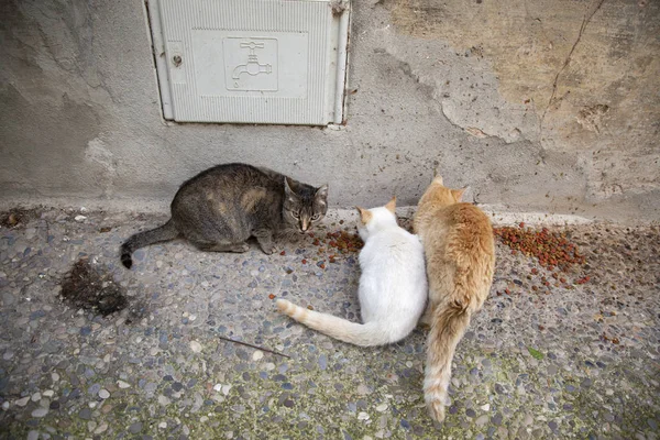 Gatos abandonados calle — Foto de Stock