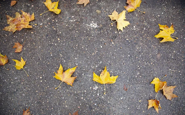 Herbstblätter — Stockfoto