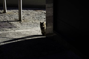 Terk edilmiş kediler sokak