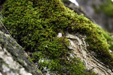 ağaçlar üzerinde yosun