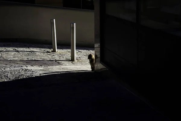 Кошки покинули улицу — стоковое фото