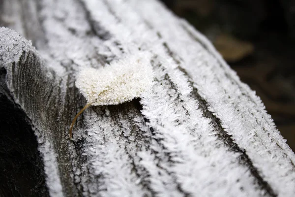 Листя з льодом і морозом — стокове фото