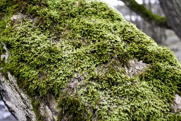 Musgo em árvores — Fotografia de Stock