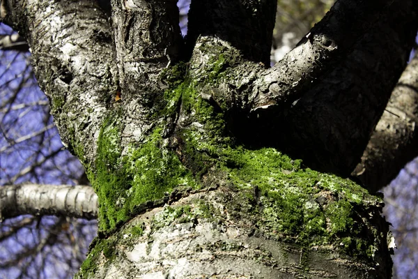 Ağaçlar üzerinde yosun — Stok fotoğraf