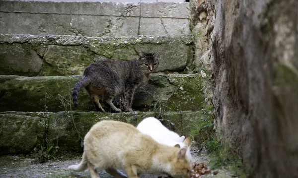 Ulicy kotów jedzenie — Zdjęcie stockowe