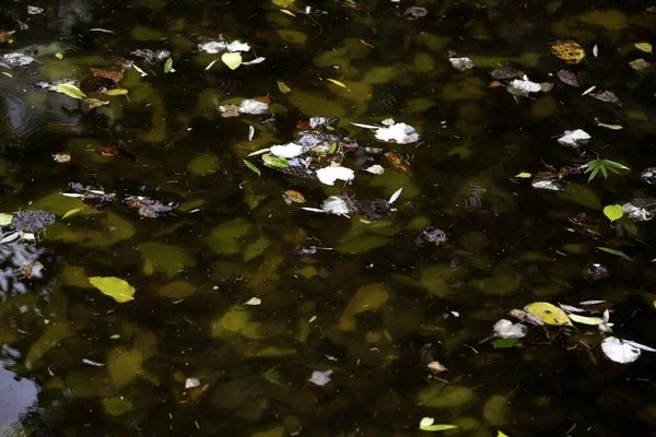 Höstlöv i sjön — Stockfoto