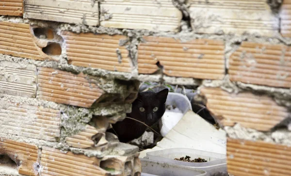 Sokak kedi yemek — Stok fotoğraf