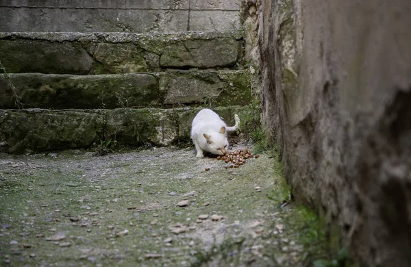 Les chats de rue mangent — Photo
