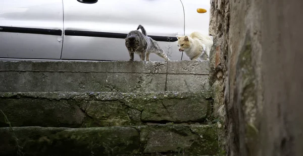 Street cats eating