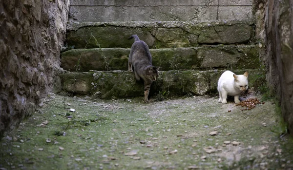 Straßenkatzen essen — Stockfoto