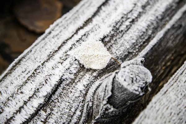 Frosty Herfstbladeren — Stockfoto