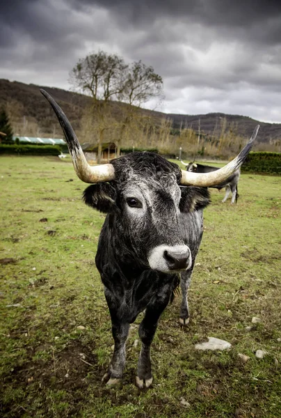 Bull in pasture — Stock Photo, Image