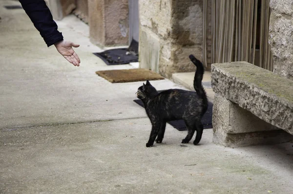 Gato abandonado perdido — Fotografia de Stock