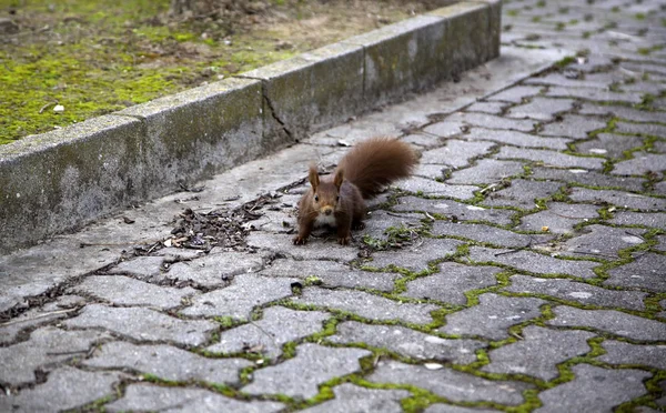 Squirrel in forest — Stock Photo, Image