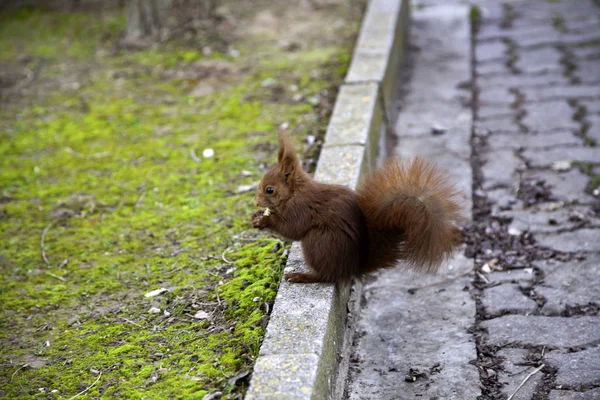 Squirrel in forest — Stock Photo, Image
