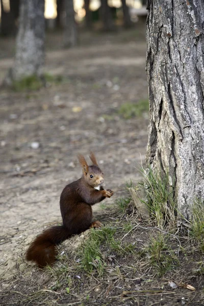 Squirrel in forest — Stockfoto