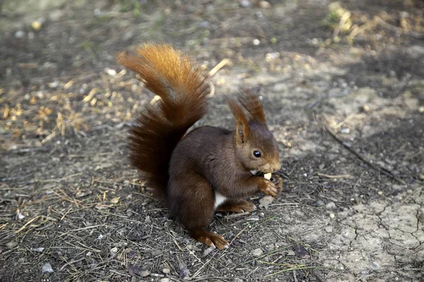 Squirrel in forest — Stockfoto