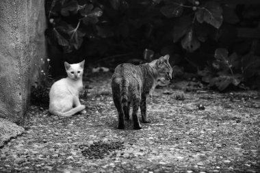 Terk edilmiş kediler sokak