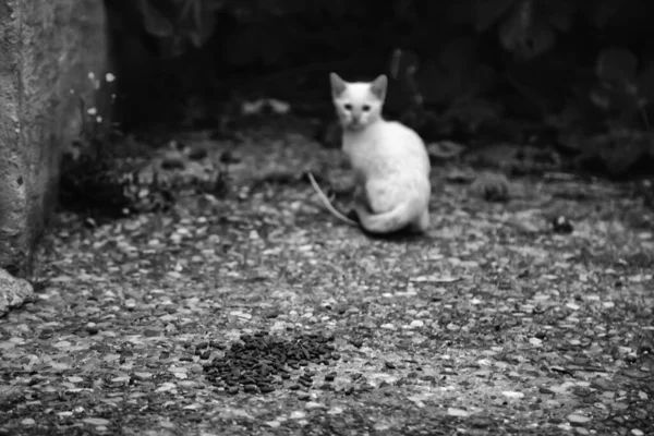 猫被遗弃的街道 — 图库照片