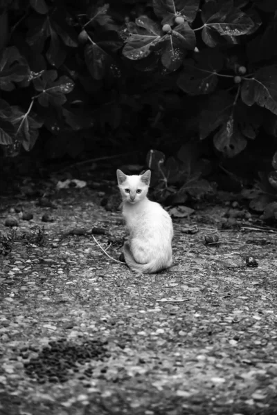 Gatos abandonados rua — Fotografia de Stock