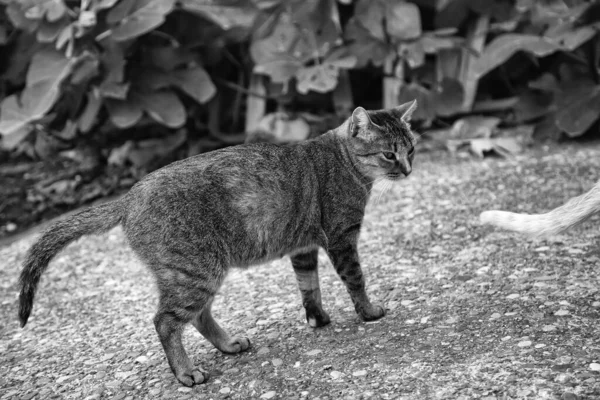 Katzen verlassene Straße — Stockfoto