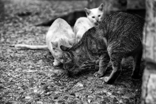 Cats abandoned street — Stock Photo, Image