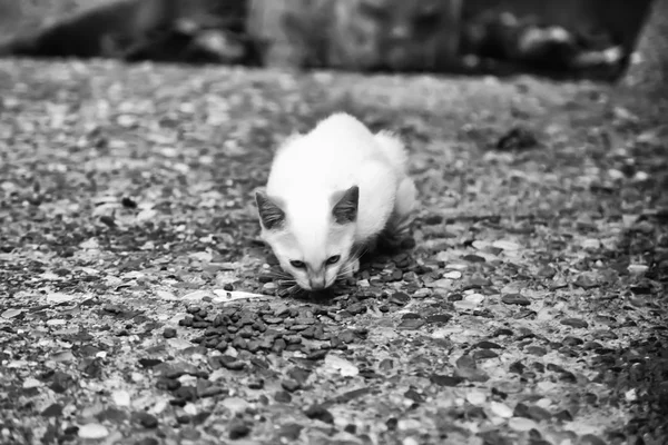 Gatos abandonados rua — Fotografia de Stock