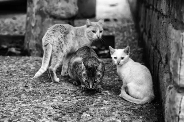 Gatos abandonados rua — Fotografia de Stock