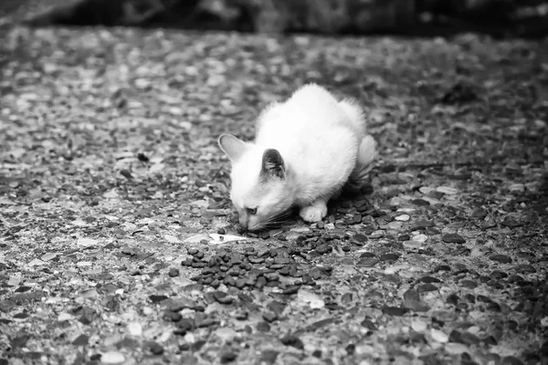 Koty porzucone street — Zdjęcie stockowe