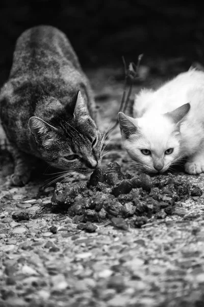 Вуличні кішки їдять — стокове фото