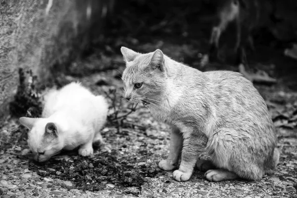 街头猫吃 — 图库照片