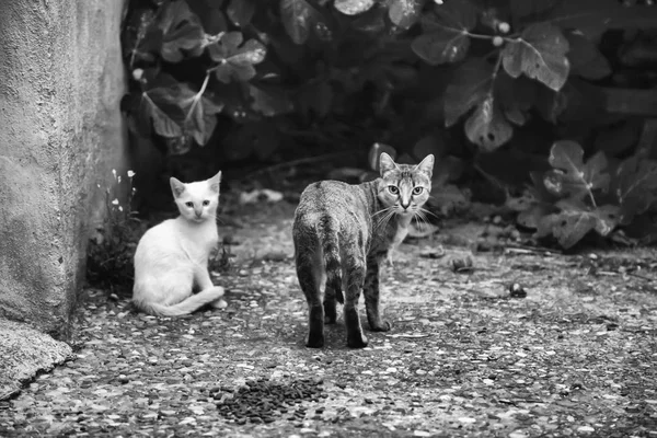 Katzen verlassene Straße — Stockfoto