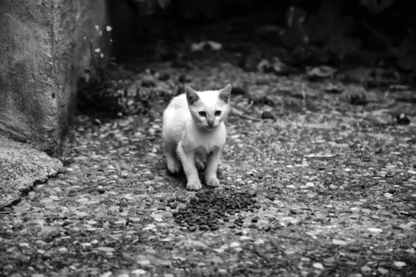 Gatti abbandonati strada — Foto Stock