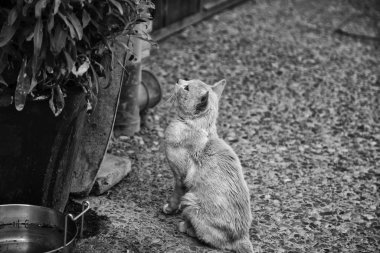 Terk edilmiş kediler sokak