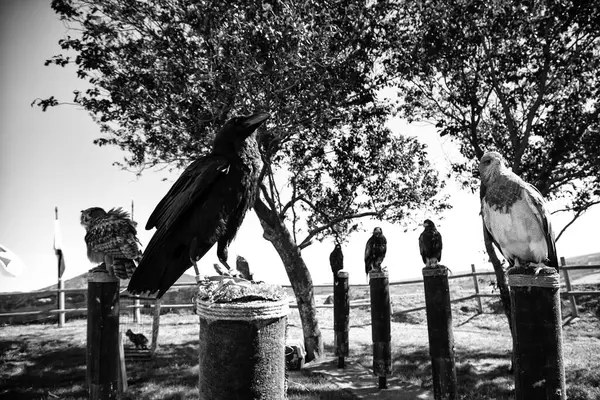 Black raven falconry — Stock Photo, Image